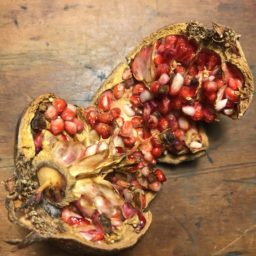 Mapping The Pomegranate